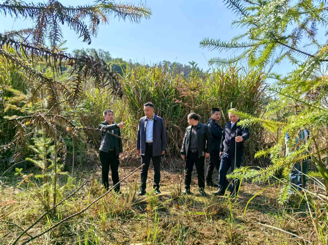 省林業(yè)局赴東安縣檢查指導森林防火、國土綠化等林業(yè)重點(diǎn)工作