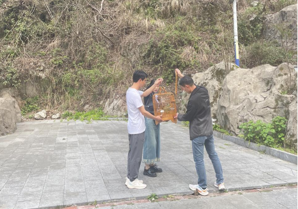 東安縣成功放歸國家二級保護動(dòng)物畫(huà)眉鳥(niǎo) 筑牢生態(tài)保護防線(xiàn)