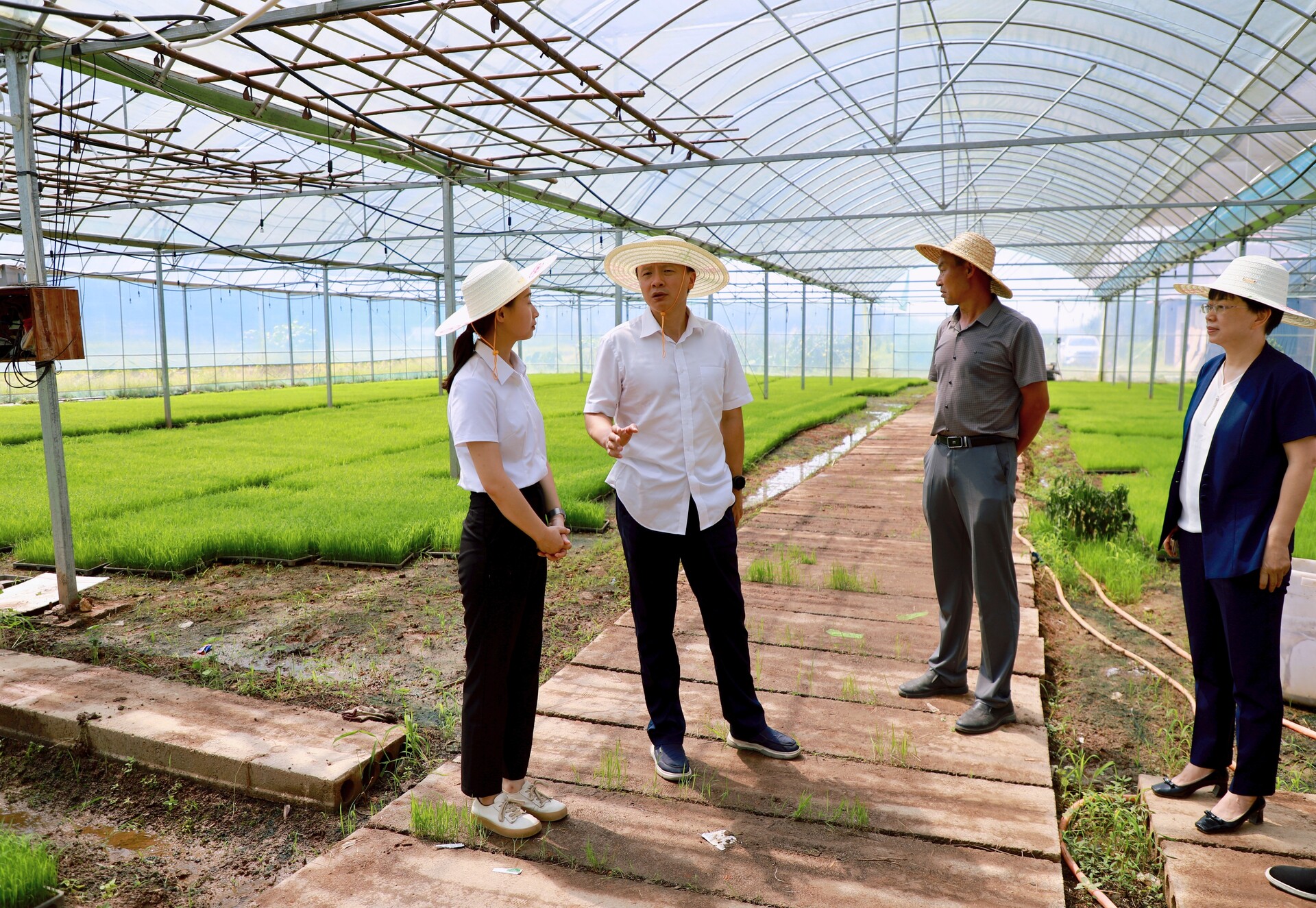唐何到水岭乡、川岩乡调研粮食生产工作