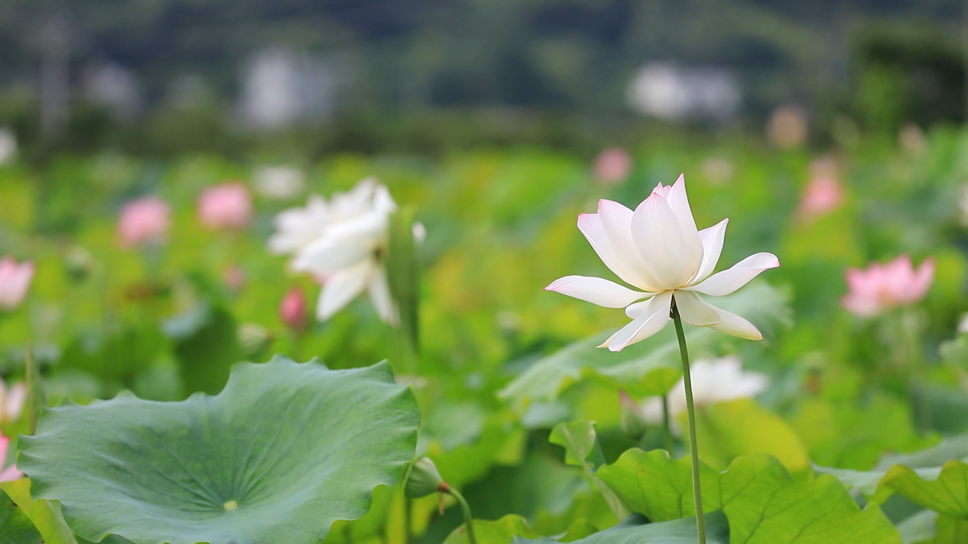 東安：蓮子成熟激活“蓮花經濟”