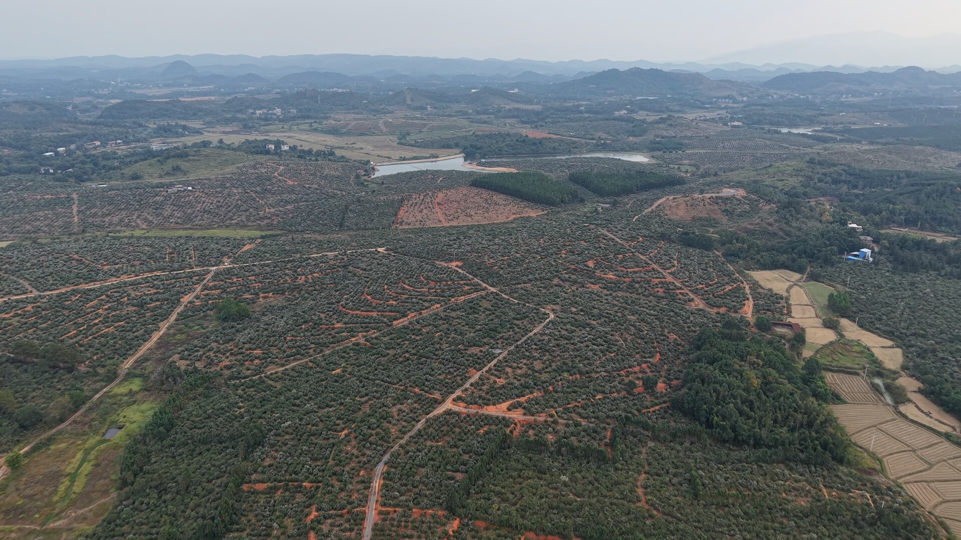 东安石期市镇：科技赋能油茶丰收季