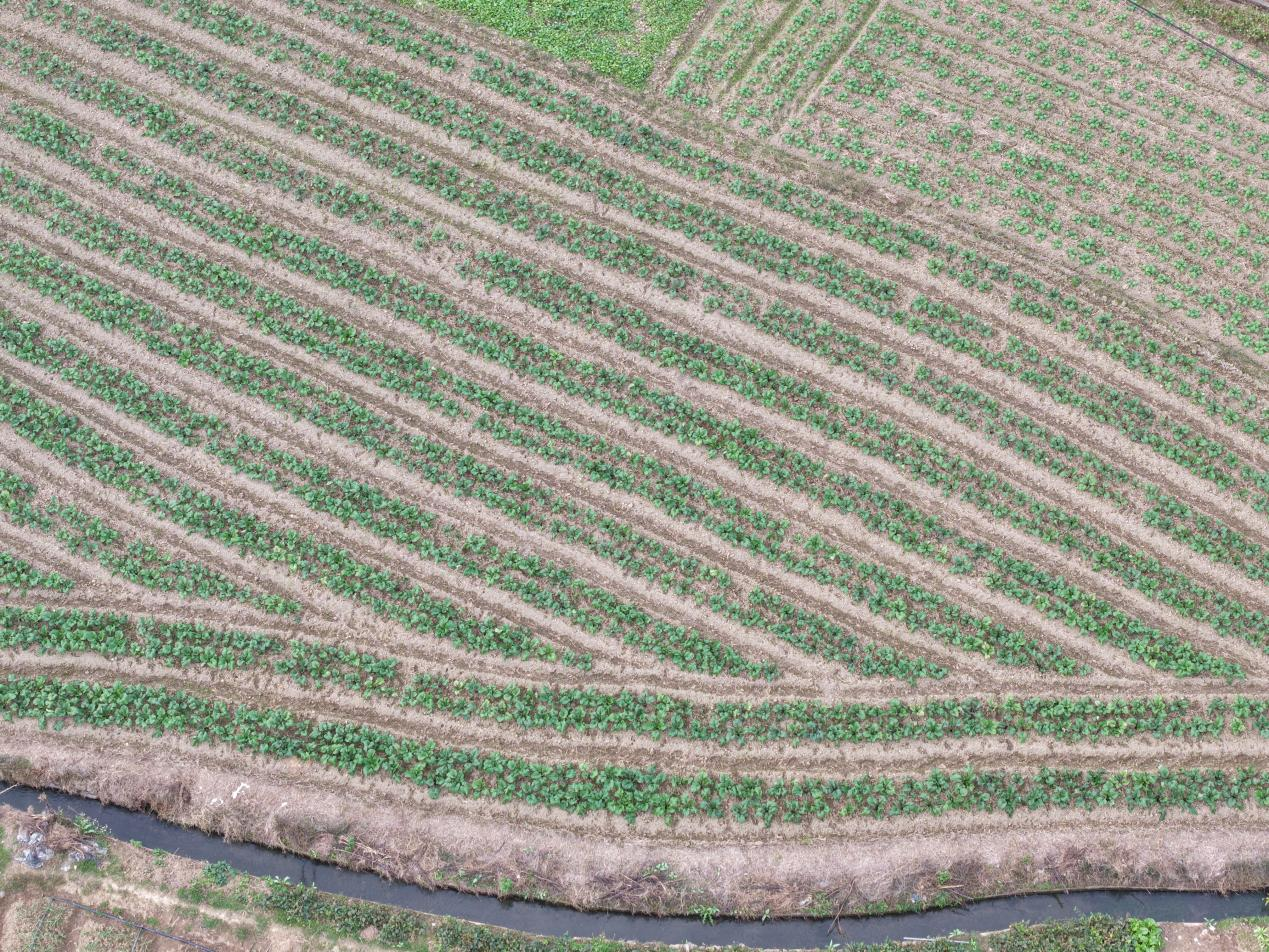 稳粮增收有“油”招 东安县新圩江镇完成油菜移栽