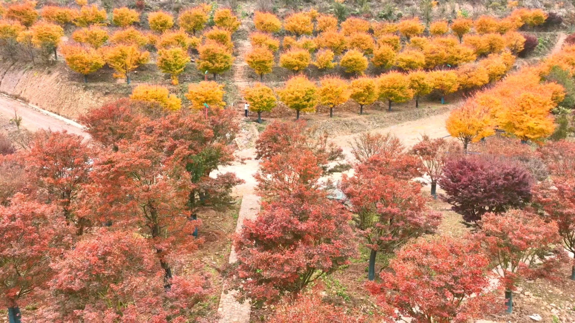 东安：冬日红枫美如画