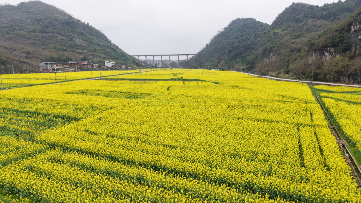 东安：油菜花开等你来