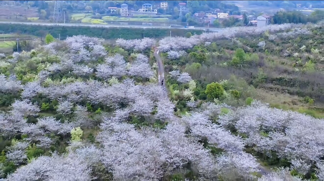 东安县井头圩镇：白樱花绽放 扮靓美丽乡村