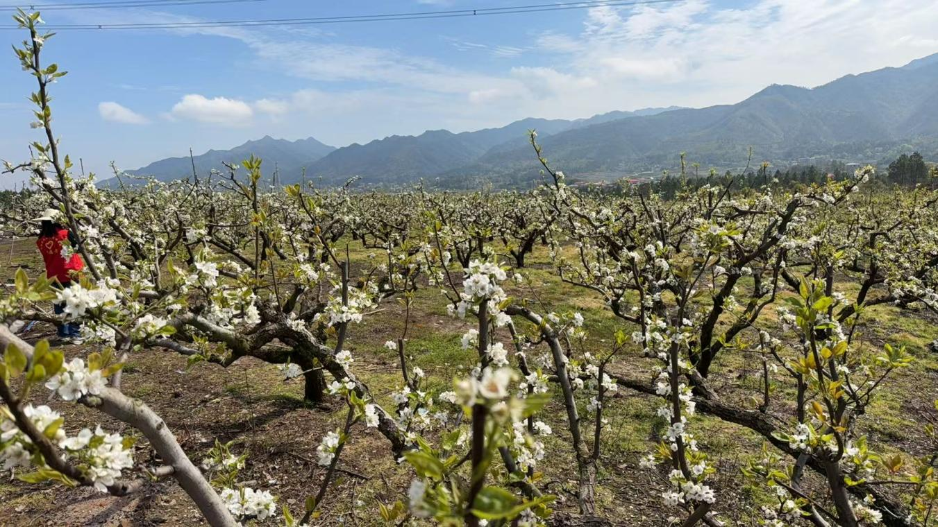 东安县南桥镇：文旅融合活动续写苏湘情谊