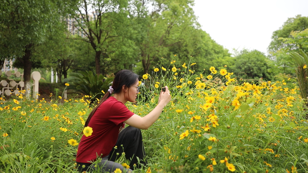 东安：金菊绽放添城色 繁花绘就绿画卷